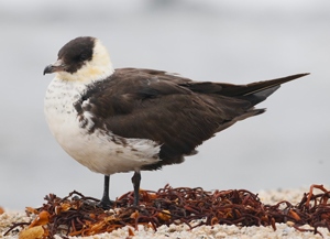 Хайлгана (Бэсрэг хайлгана)